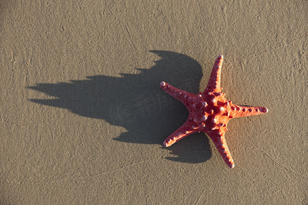 黄沙滩上的海星