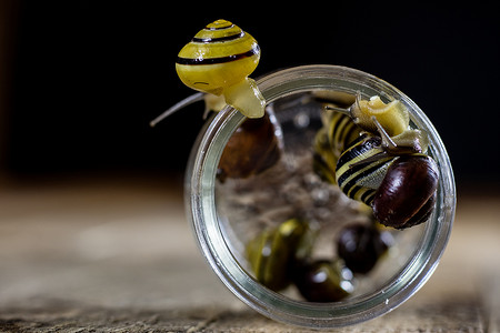 玻璃瓶中大大小小的五颜六色的蜗牛。