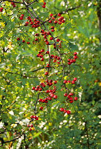 山楂果实摄影照片_山楂 (Crataegus laevigata) 的果实