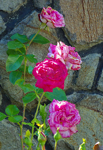 粉色玫瑰花瓣摄影照片_美丽的粉红色可爱灌木丛，白色玫瑰花瓣以位于它们后面的大石头为背景。