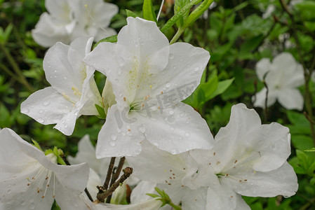 美丽的白色杜鹃花花卉植物在庭院里。