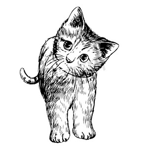 小猫，小猫的手绘草图插图