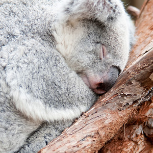 可爱的考拉熊在树上小睡