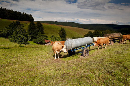 高山牛在牧场喝水