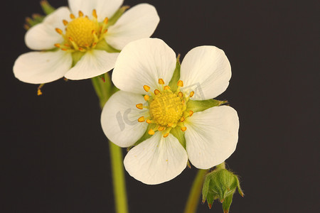 野草莓花