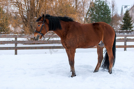 篱笆附近牧场雪地里强壮的小马