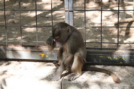 悲伤的猴子