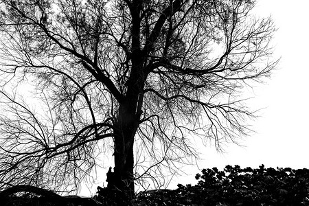 光秃秃的树的剪影-黑色和白色