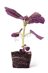 单一的紫色植物