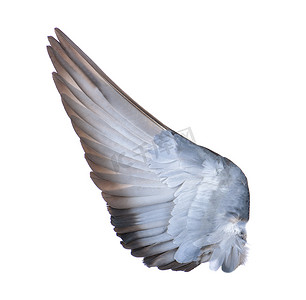 老鹰的摄影照片_白色背景上鸟的翅膀