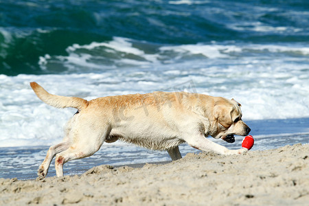 大海太阳摄影照片_跑向大海的黄色拉布拉多犬