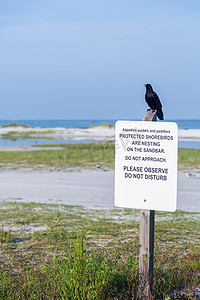 黑鸟栖息在受保护的滨鸟标志上