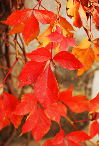 秋天时间：在老墙壁上的红葡萄叶子