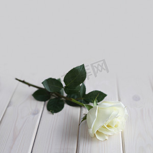木背景上的白玫瑰