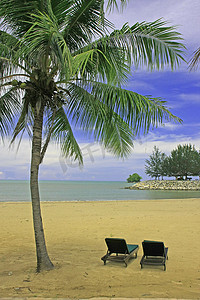 带太阳椅和棕榈树的沙滩