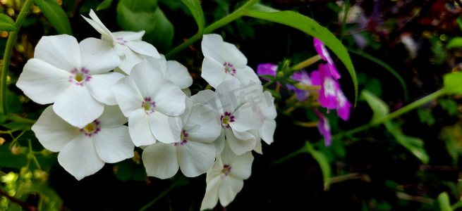 一束花园福禄考白花