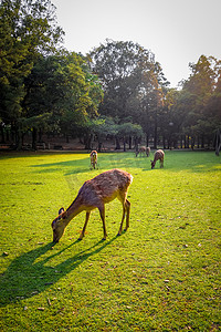 日本奈良公园的梅花鹿