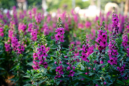 粉色花花背景摄影照片_自然花园中美丽的自然粉色花。