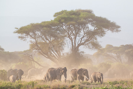 大象幼崽摄影照片_肯尼亚安博塞利乞力马扎罗山前的大象