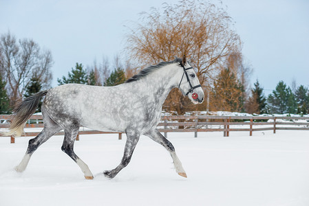 冬栅栏摄影照片_冬天在雪地上跳跃的运动型年轻灰马