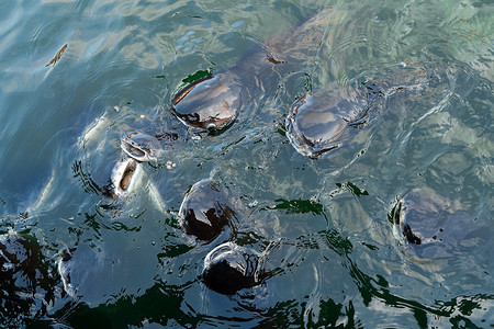 乞讨摄影照片_一群鲶鱼在水面附近游来游去乞讨食物。