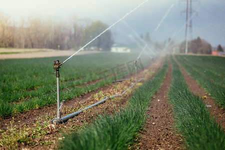 领域、农业和植物的灌溉植物系统