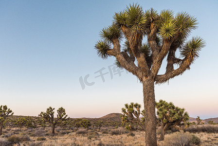 暗谷摄影照片_约书亚树 (Yucca brevifolia) 在 Stubbe Springs Loop 附近的黄昏