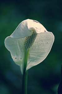 和平百合，眼镜蛇植物，Spathiphyllum wallisii