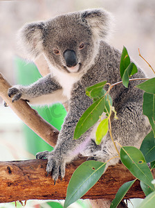 澳大利亚考拉摄影照片_考拉