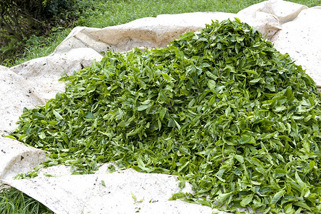 波良纳庄园摄影照片_新鲜采摘的茶叶