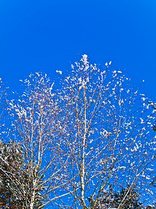 树枝和蓝天