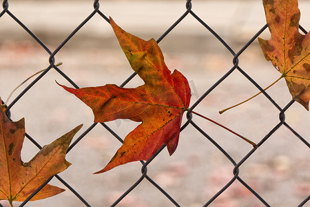 落叶被围栏夹住