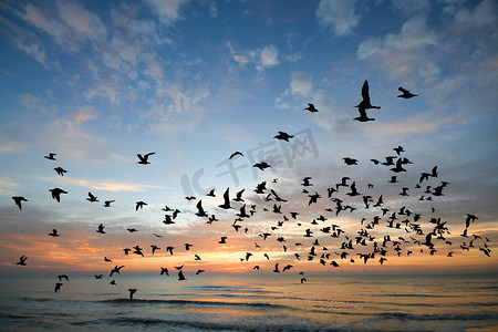 鸟在早晨的海上