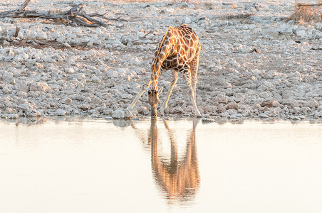 纳米比亚长颈鹿在日落时在水坑喝水