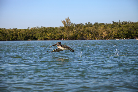 褐鹈鹕 Pelecanus occidentalis 飞越德尔的海洋