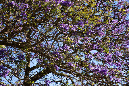 夏威夷毛伊岛的蓝花楹树