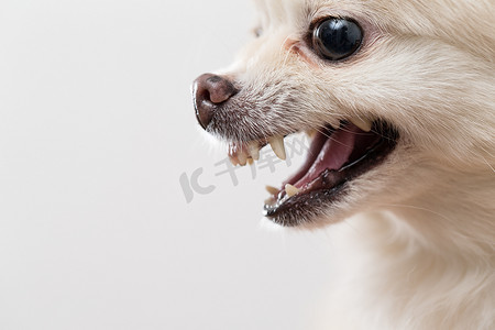 显示牙齿的博美犬的侧面轮廓