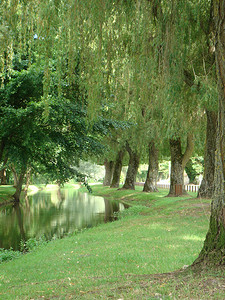 溪边摄影照片_溪边的树木