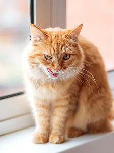 可爱的姜猫坐在窗台上舔了舔。