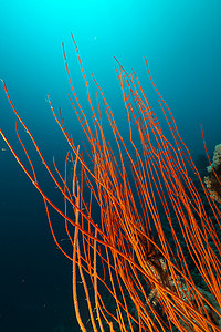 红海中的红簇鞭和热带礁石。