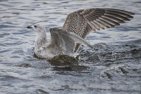 河里的小银鸥 (larus argentatus)