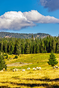 森林附近草地上的羊群