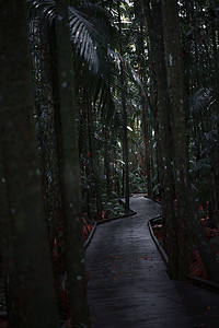 穿过黑暗的雨林的木板路。
