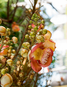 炮弹花 (Couroupita guianensis) 在树上