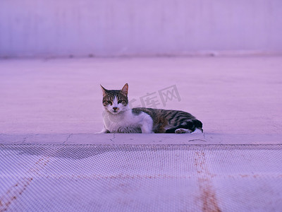 紫色猫摄影照片_黄昏时分，华丽的虎斑猫躺在屋顶上，紧盯着镜头。