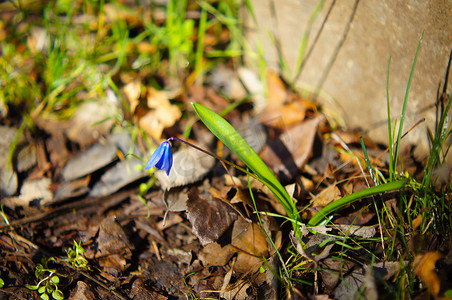 白灼西蓝花摄影照片_春天的花朵蓝铃花 Scilla bifolia 蓝色森林花