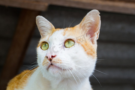 天猫ip摄影照片_无家可归的白色橙色猫肖像，眼睛缩小。