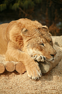 老虎的爪子摄影照片_西伯利亚狮虎睡觉