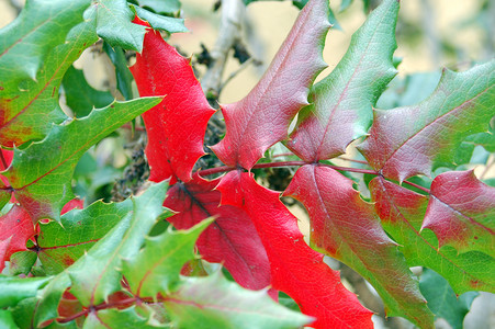 树叶枯萎摄影照片_秋季特写中的红叶颜色