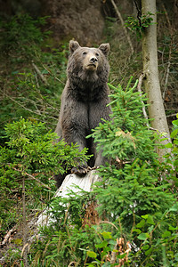 自然界中的棕熊 (Ursus arctos)